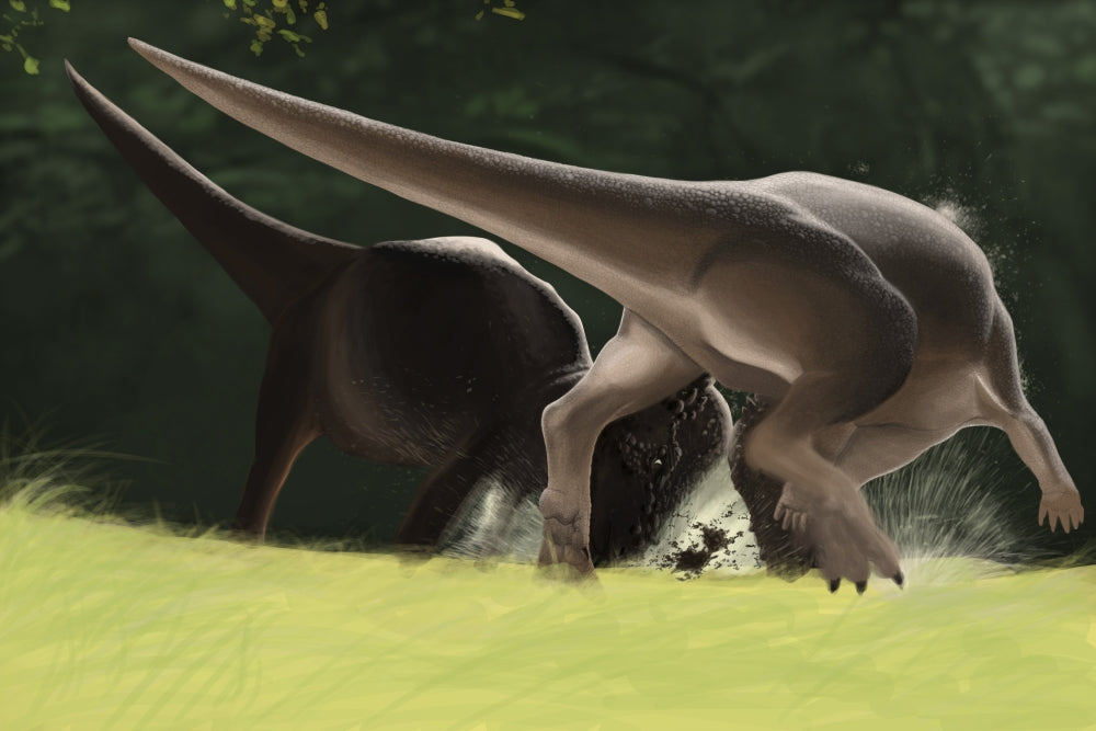 Pachycephalosaurus dinosaur confrontation poster print