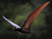 Dsungaripterus in flight poster print showcasing wings spread wide.