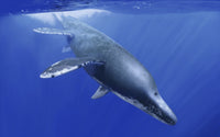 Kronosaurus Queenslandicus dives into the ocean depths poster print.