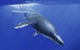 Kronosaurus Queenslandicus dives into the ocean depths poster print.