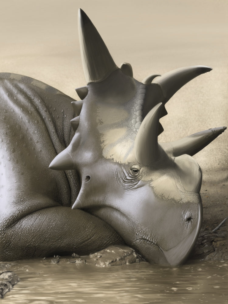 Xenoceratops Foremostensis relaxing in a mud puddle poster print