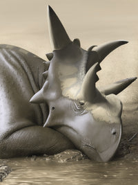 Xenoceratops Foremostensis relaxing in a mud puddle poster print