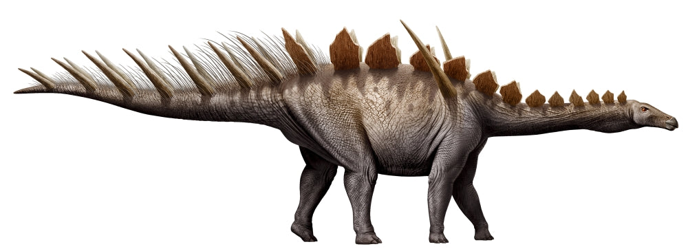 Miragaia Longicollum Stegosaurid Poster Print featuring a Jurassic dinosaur