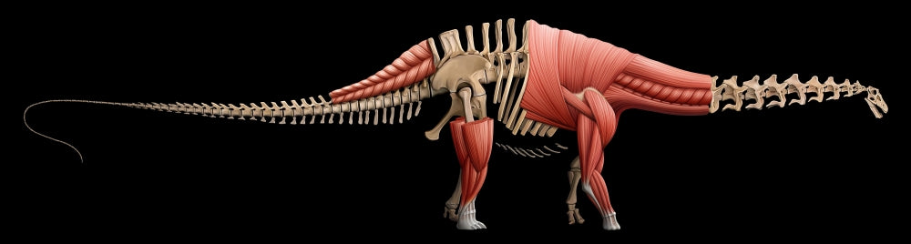 Apatosaurus Skeleton and Muscles Poster Print for educational decor.