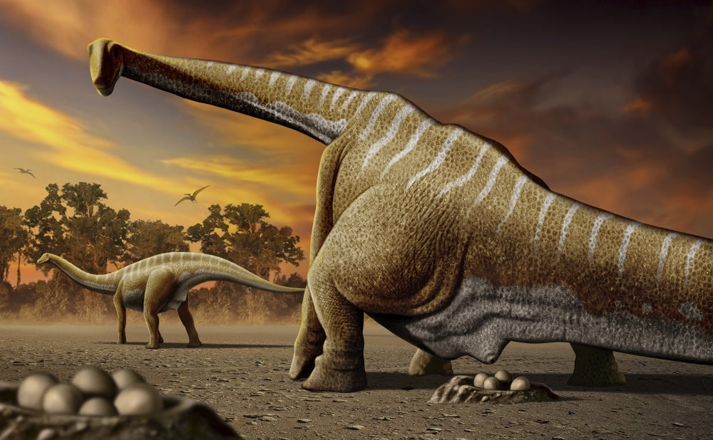 Apatosaurus Laying Eggs Poster Print showcasing a female dinosaur in a nest.