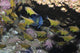 Angelfish and Cardinalfish swimming under a rocky ledge in Byron Bay, Australia