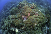 Carpet of Green Anemone Poster Print showcasing vibrant marine life from Christmas Island, Australia.
