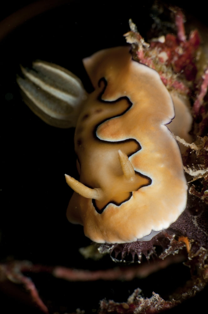Chromodoris Coi sea slug poster print from Pulau Tioman, Malaysia.