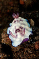 Chromodoris hintuanensis sea slug nudibranch poster print.