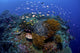 Colourful reef scene with fish and crinoids poster print.