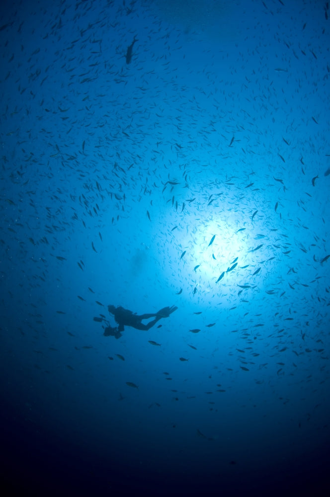 Diver and school of fish in blue water art poster print