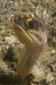Gold-Speck Jawfish pouting poster print from Lembeh Strait, Indonesia.