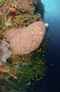 Green coral with red fish and pink sponge poster print from Manado, North Sulawesi, Indonesia.