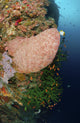 Green coral with red fish and pink sponge poster print from Manado, North Sulawesi, Indonesia.