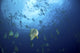 Large School of Batfish Poster Print featuring vibrant marine life