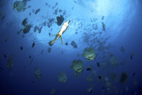 Large School of Batfish Poster Print from Christmas Island, Australia.