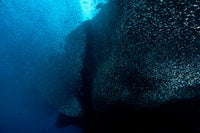 Large school of sweeper glass fish poster print showing vibrant underwater scene.
