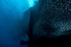 Large school of sweeper glass fish poster print showing vibrant underwater scene.