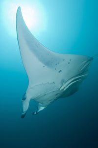 Manta Ray swimming in the clear waters of Ari and Male Atoll, Maldives poster print.