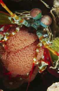 Mantis shrimp with egg clutch poster print from Lembeh Strait, Indonesia.