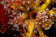 Orange Yellow Blue Sea Apple Feeding Poster Print from Komodo, Indonesia