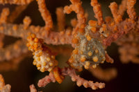 Pair of Pregnant Yellow Bargibanti Pygmy Seahorse Poster Print