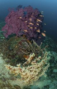 Vibrant reef scene poster print featuring coral and fish from Puerto Galera, Philippines.