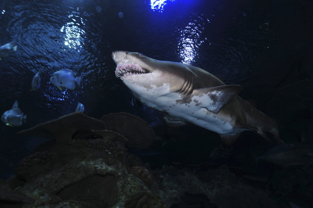 Sand Tiger Shark Poster Print from Blue Zoo Aquarium in Beijing
