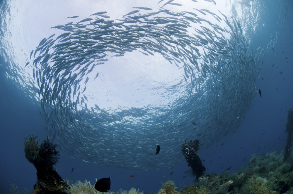 School of Jacks at Liberty Wreck, Bali, Indonesia Poster Print
