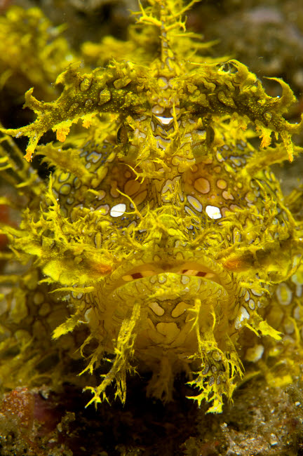 Head-on portrait of yellow scorpionfish from Komodo, Indonesia.