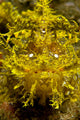 Head-on portrait of yellow scorpionfish from Komodo, Indonesia.