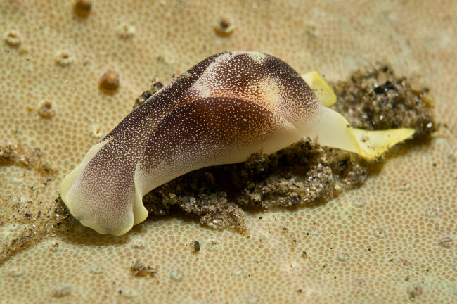 Yellow and brown headshield slug on beige coral poster print