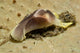 Yellow and brown headshield slug on beige coral poster print