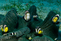 Poster print of a family of clownfish in dark grey anemone from Komodo, Indonesia.