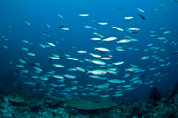 Thick School of Fusilier Fish in Blue Water Poster Print