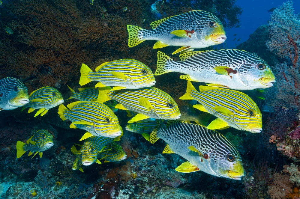 Yellow and blue striped sweetlip fish with yellow black coral bush poster print from Komodo, Indonesia.