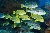 Yellow and blue striped sweetlip fish with yellow black coral bush poster print from Komodo, Indonesia.