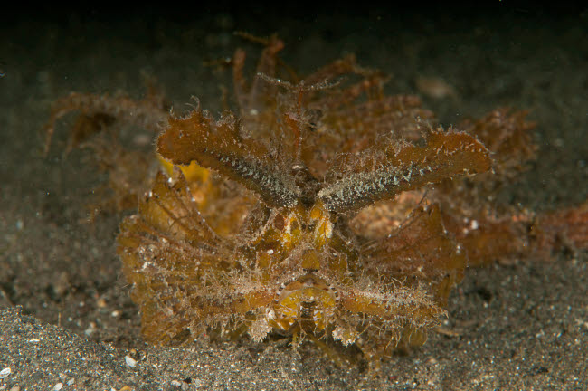 Green Ambon Scorpionfish Poster Print from North Sulawesi