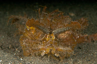 Green Ambon Scorpionfish Poster Print from North Sulawesi