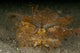 Green Ambon Scorpionfish Poster Print from North Sulawesi