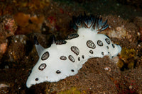 Black and White Spotted Nudibranch Poster Print by Mathieu Meur showcasing marine life beauty.