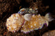 Pair of Nudibranch Sea Slugs Poster Print showcasing vibrant marine life.