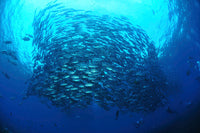 Divers photographing a school of trevally in Bali, Indonesia poster print