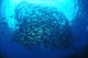 Divers photographing a school of trevally in Bali, Indonesia poster print