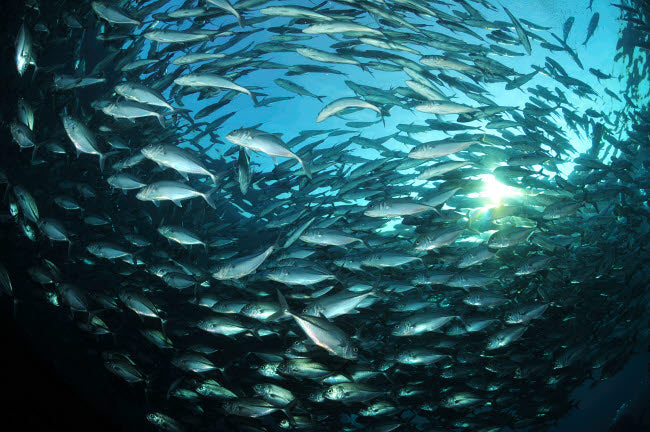 Circular school of trevally with sunburst poster print by Mathieu Meur.