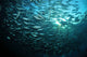Circular school of trevally with sunburst art print by Mathieu Meur.