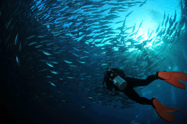 Diver photographing a school of trevally with sunburst in Bali, Indonesia.