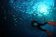 Diver photographing a school of trevally with sunburst in Bali, Indonesia.