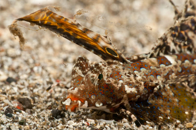 Fingered Dragonet Head Detail Art Print from North Sulawesi, Indonesia