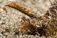 Fingered Dragonet Head Detail Art Print from North Sulawesi, Indonesia